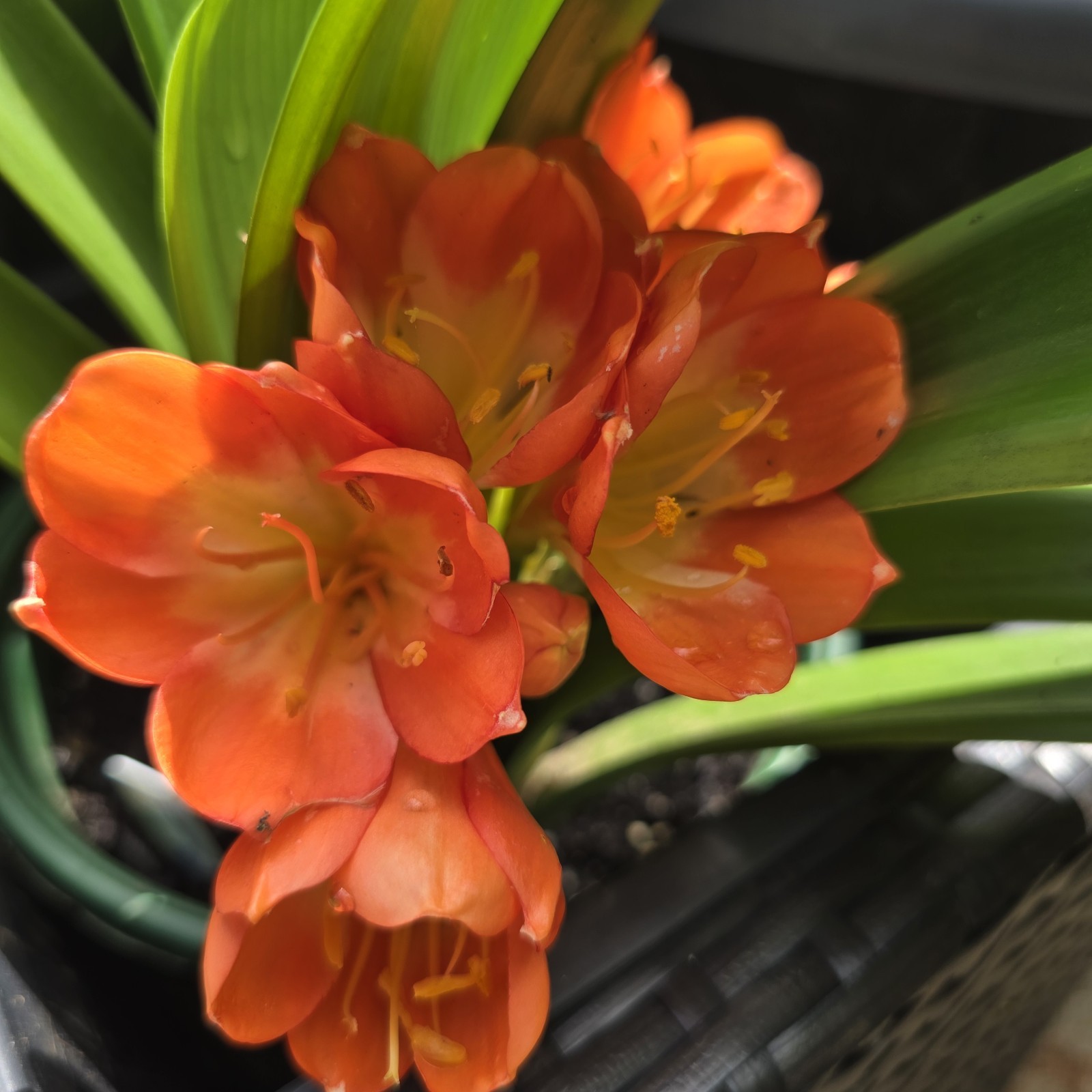 CLIVIA Miniata Orange Ready To Bloom NOW Mature Live Plant Shipped Bare Root