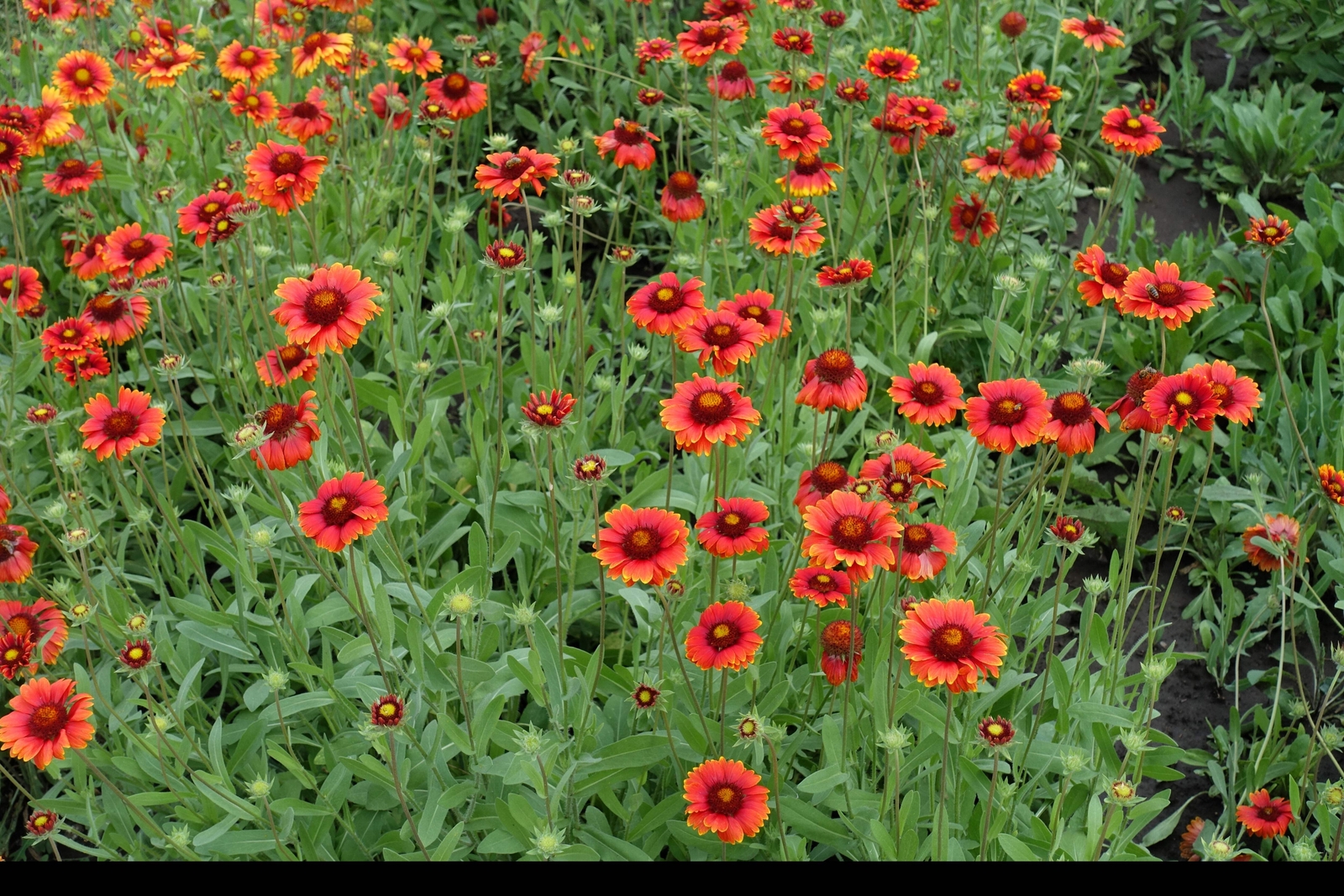 50 BURGUNDY GAILLARDIA Red Indian Blanket Flower Seeds *Comb S/H