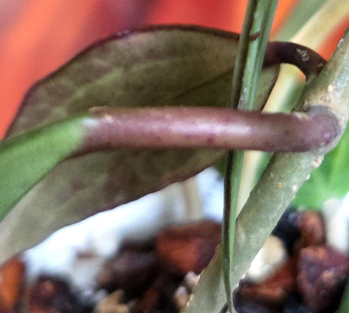 Rare Reverse Variegated Hoya Latifolia 24″ Tall Not Monstera Philodendron Aroid