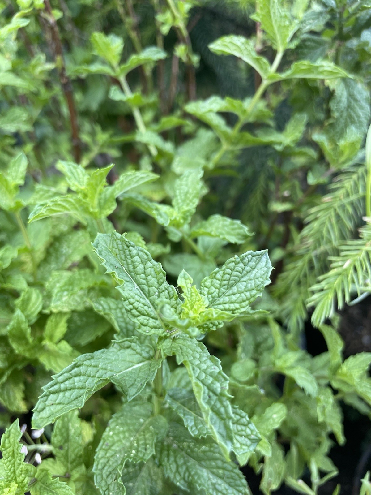 Spearmint