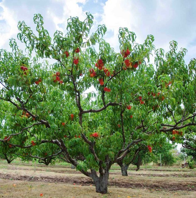 Red Haven Peach Tree 3-4ft Outdoor Prunus Persica Redhaven Fruit Garden Tree