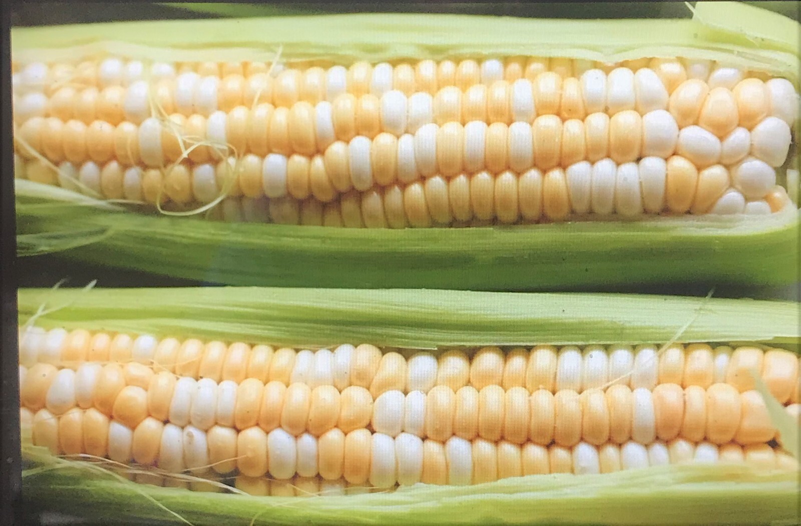 G90 Delicious Hybrid Sweet Corn Seed Bicolor Treated 1400 Seeds, 1lb 95% Germ.