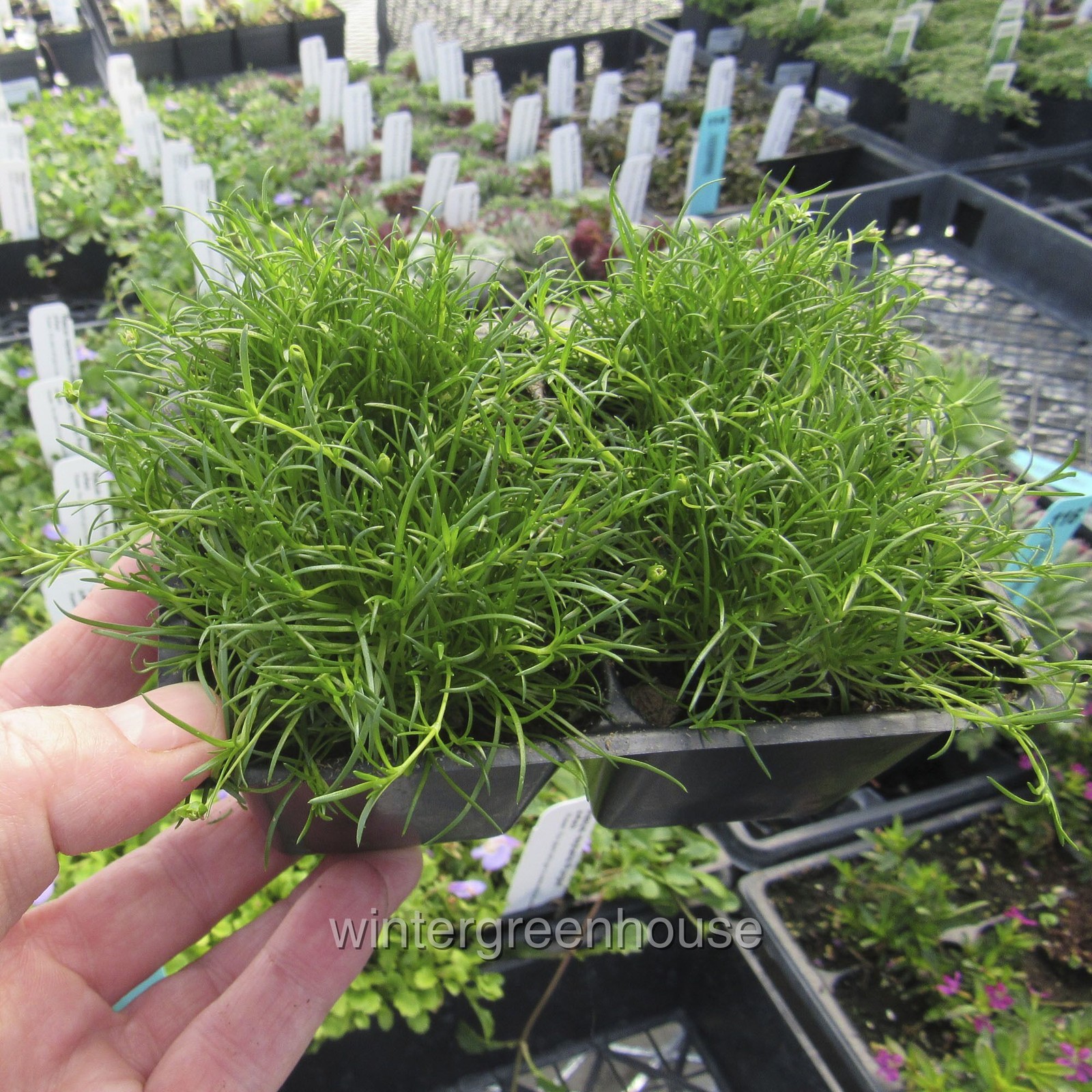 Sagina subulata, Irish Moss Ground Cover, Container Size: 4x 2.63×1.72×2.75″