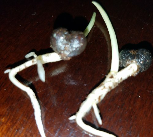 100+ Hardy Windmill Palm Tree Seeds ,USA Trachycarpus Fortunei SEEDS $5.00 SHIP