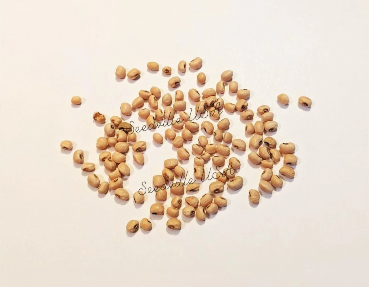 100 LADY COWPEA Cow Pea Southern Pea Vigna Unguiculata Legume White Lady Finger