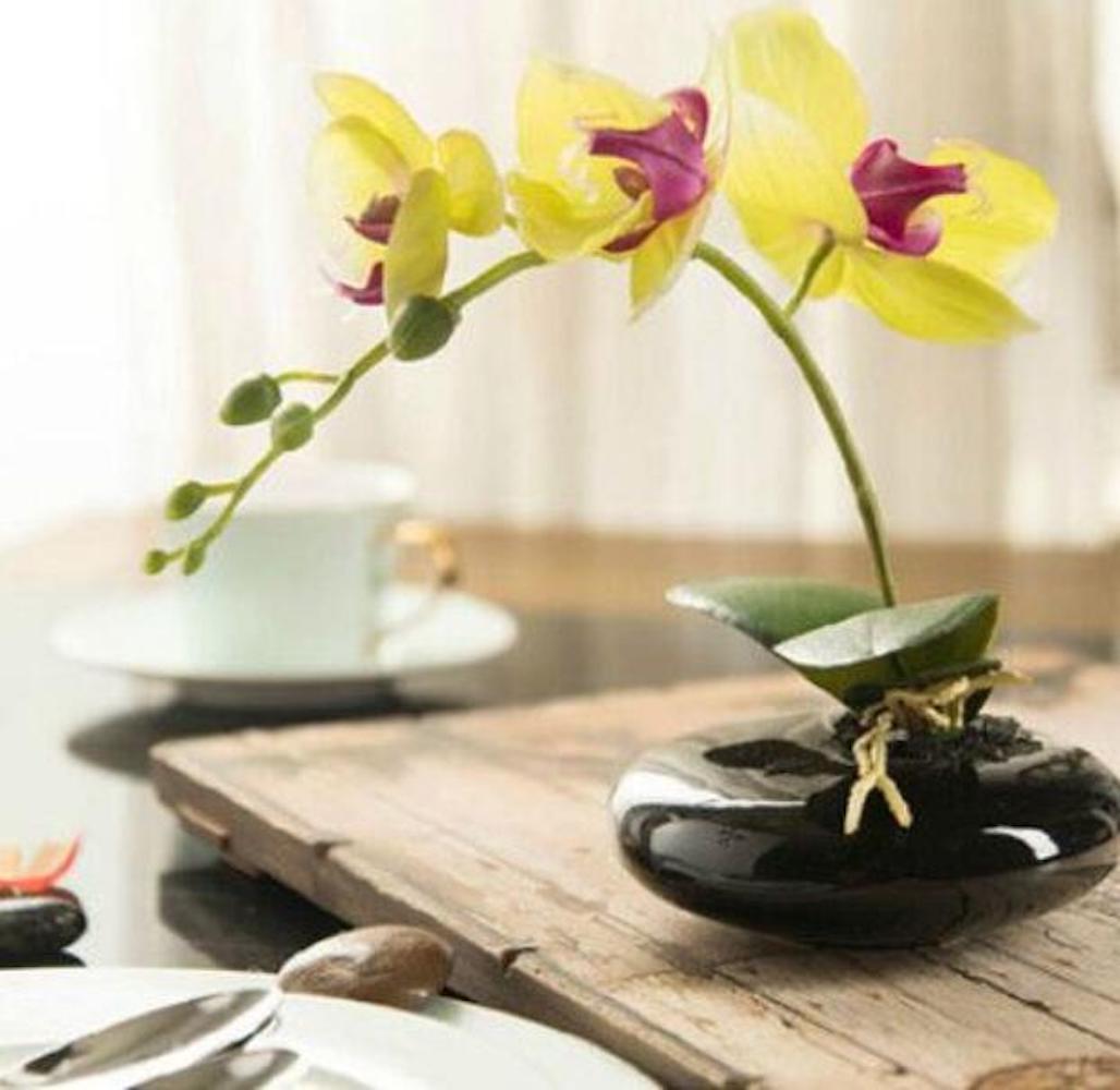 (10) ORCHID SEEDS rare exotic flower bloom for house plant USA SELLER W/TRACK