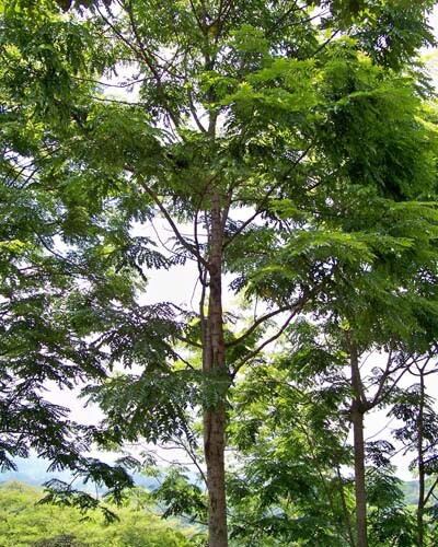 Acrocarpus Fraxinifolius Tree 500 Seeds, Pink Cedar Erosion Control Fodder