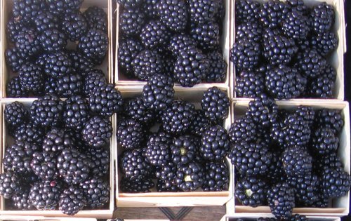 GIANT BLACKBERRY * 35 SEEDS*MEDICINAL*ANTIOXIDANT*FIBER*HEALTHFUL*TRIPLE CROWN