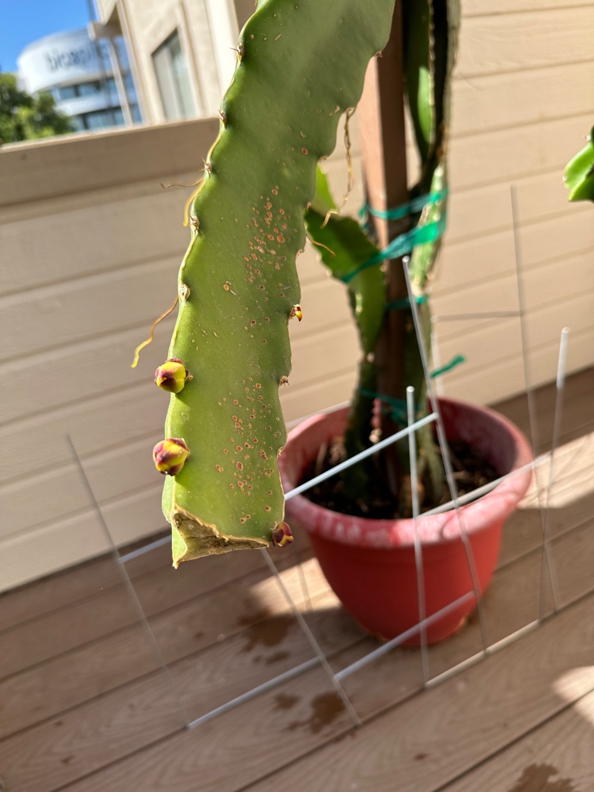 5 ct Dragon Fruit Cuttings 8-12 inches, Guaranteed Red Fruits, FREE Training