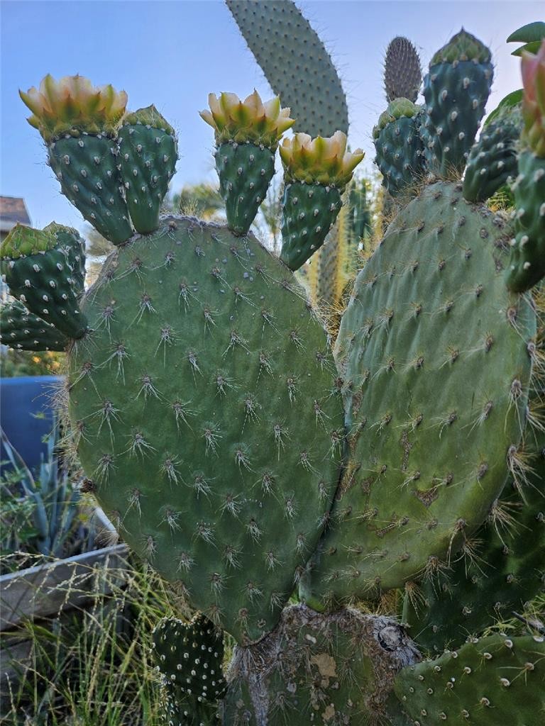 Galapagos Opuntia Megasperma Var Orientalis Selection, Colored Flowers