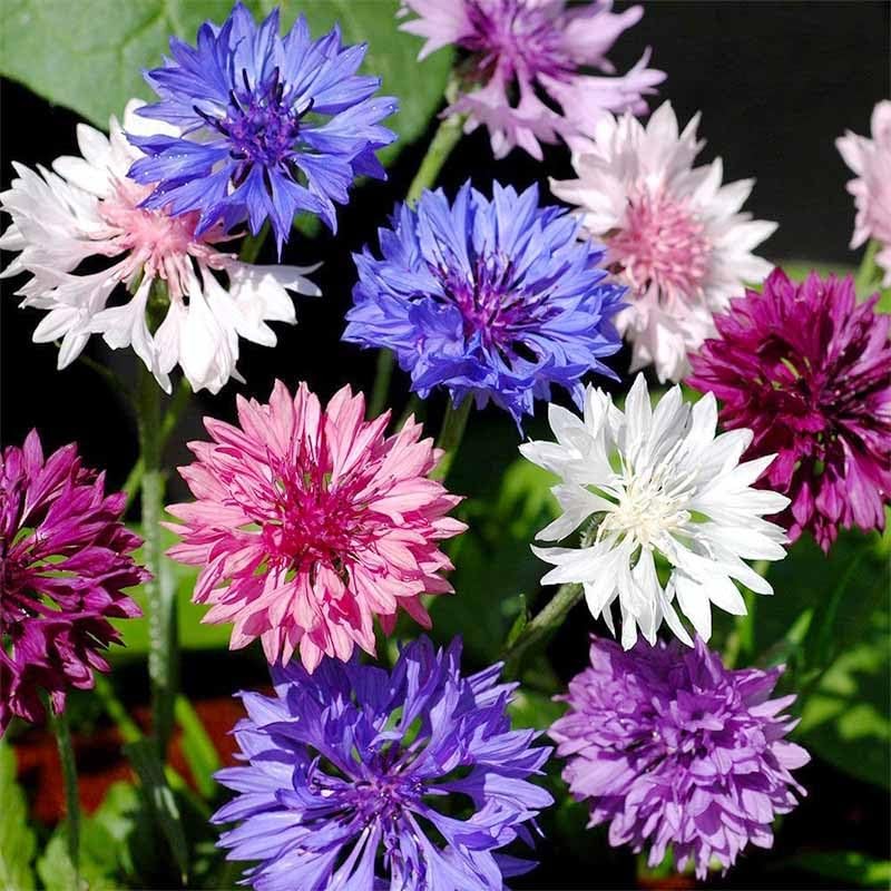 3200+ Mix Cornflower Seeds for Planting – Non-GMO Bachelor Button Flower…