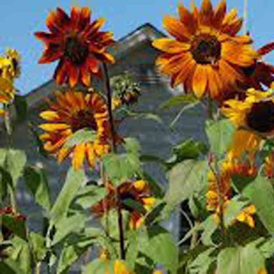 100+ SUNFLOWER RARE SEEDS MIX BEAUTIFUL FLOWERS BLOOMS MULTIPLE VARIETY GIANT US