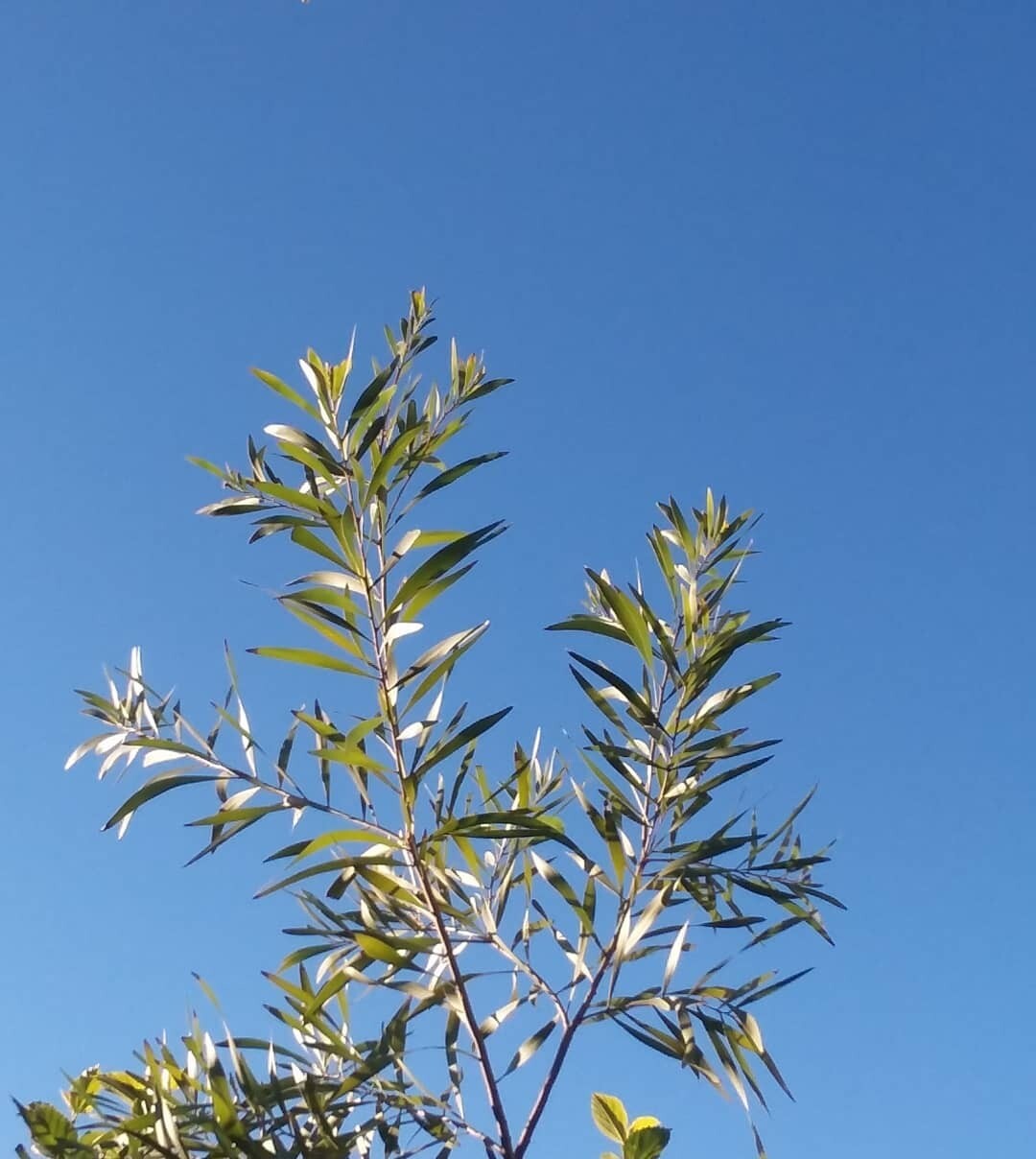 50+ Acacia species Seed Sample Pack – Australian Legume