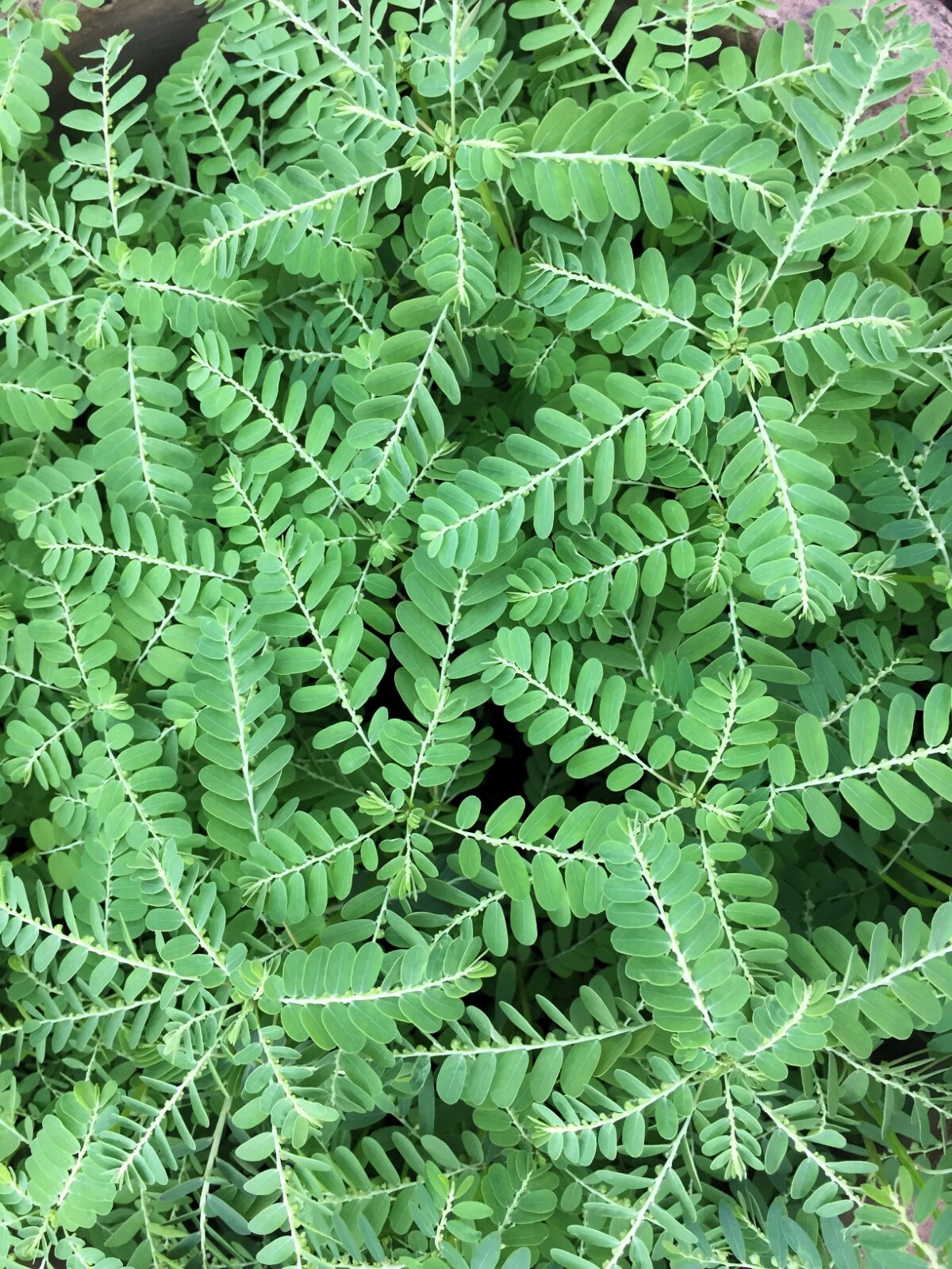 10 Seeds Enterolobium cyclocarpum Earpod tree Rare -Read Description