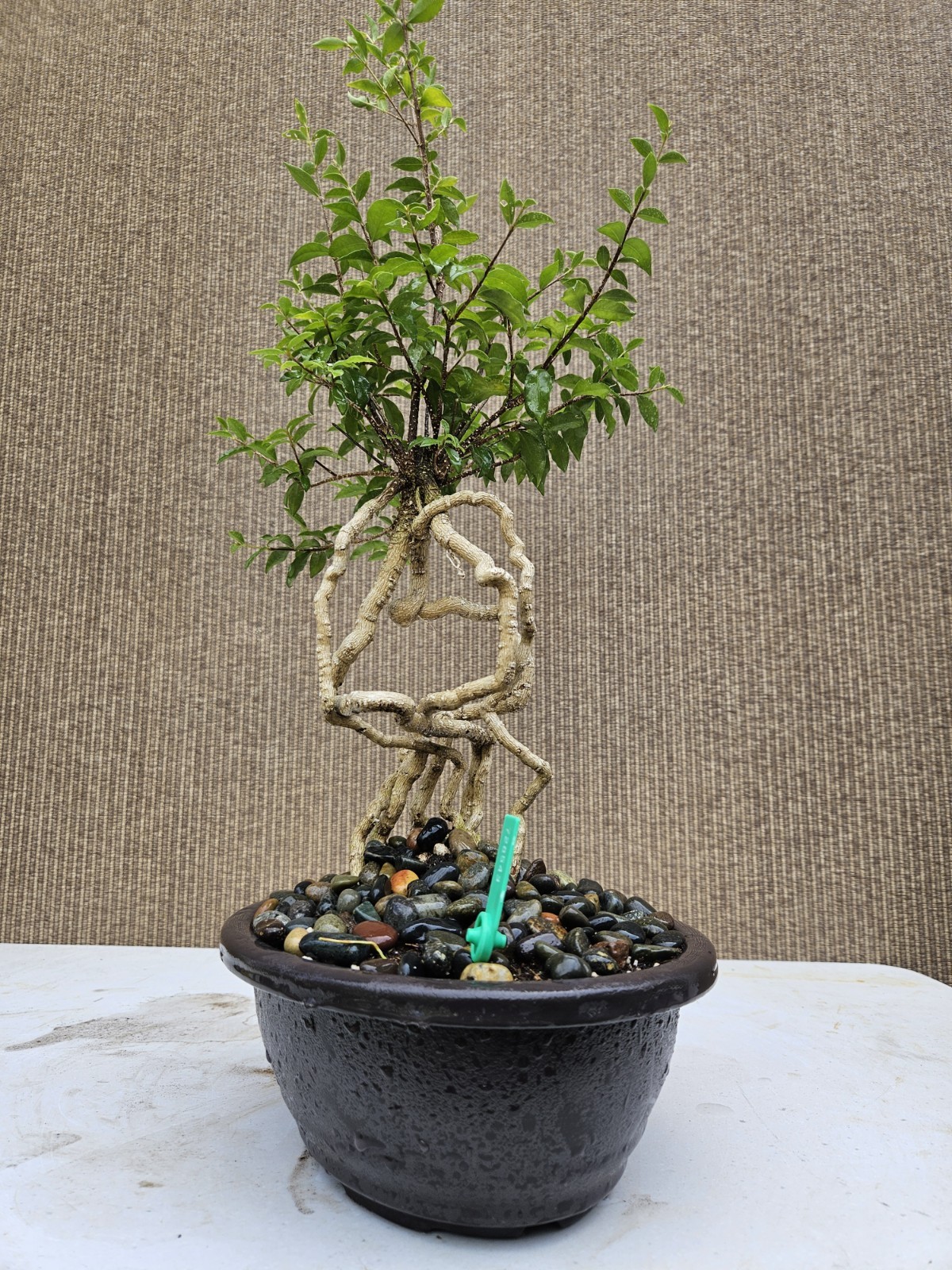 Old Barbados Cherry ( Malpighia Glabra-Hồng ngọc mai ) Bonsai Tree,,,sale