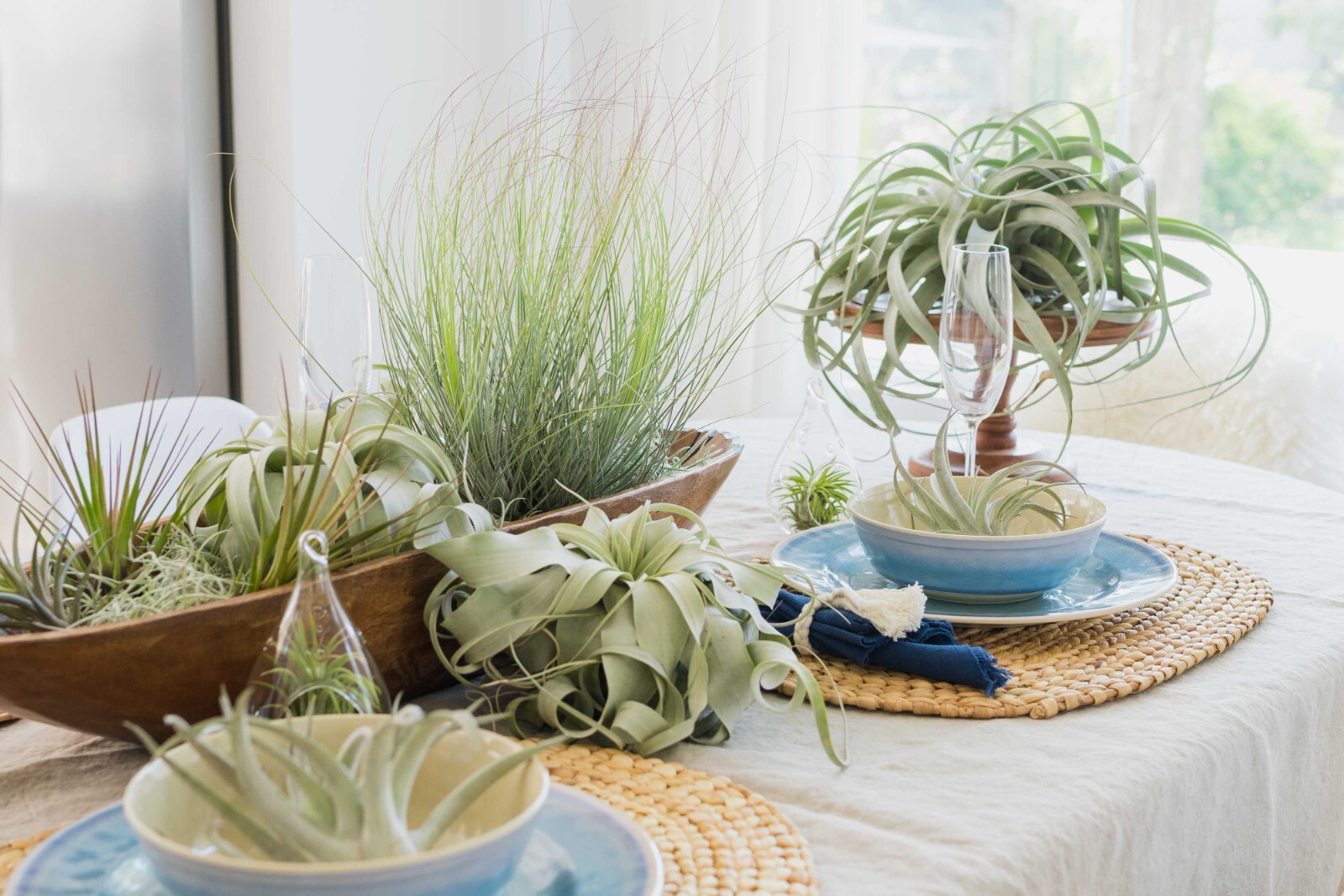 Medium Streptophylla Air Plants – Easy Care Live Indoor Outdoor Tillandsia