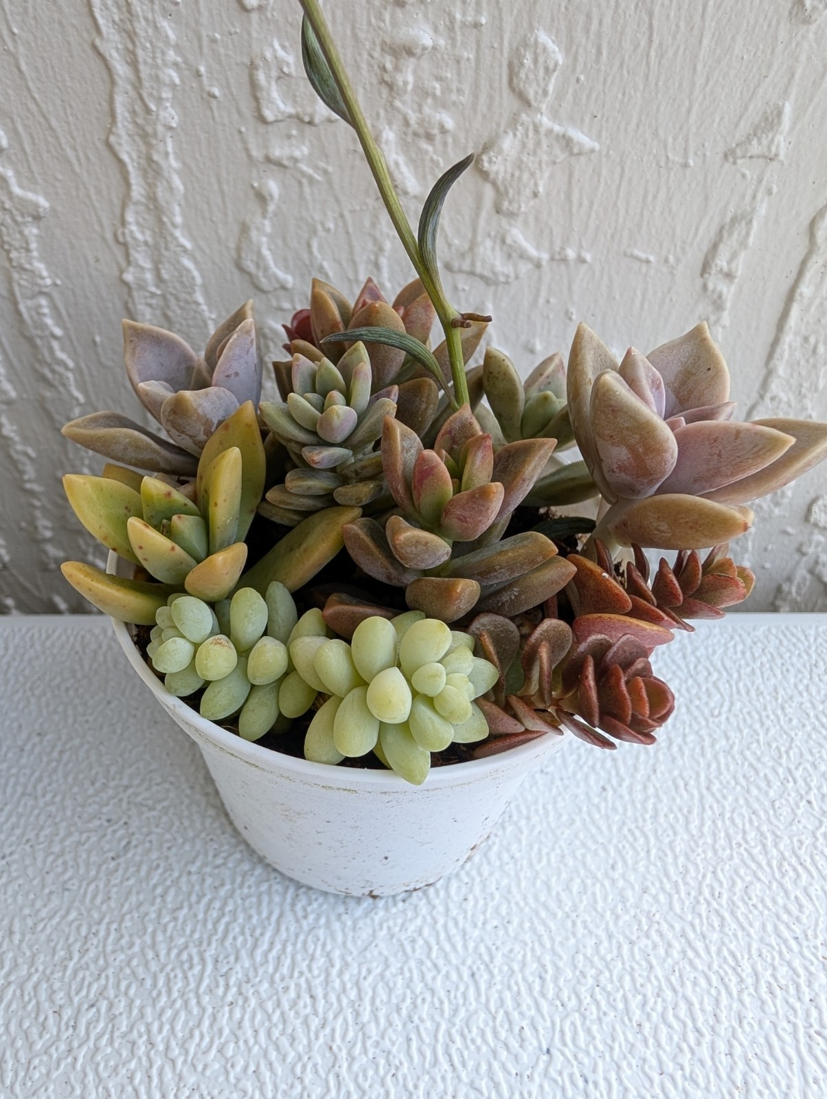 Echeveria Succulent Mix Arrangement Rooted 3″ Pot