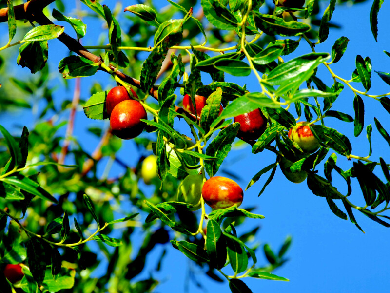 10 JUJUBE FRUIT TREE SEEDS RED CHINESE DATE INDIAN PLUM Superfruit Fast Hardy