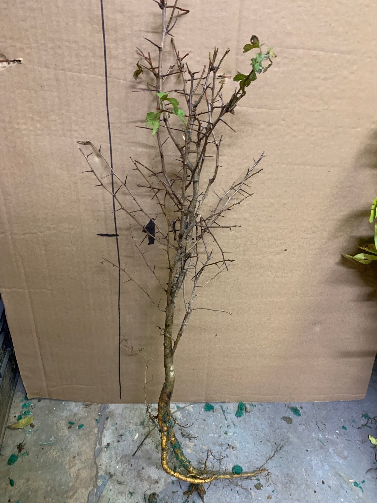 Two plants 2-3 year old Washington hawthorn (Crataegus phaenopyrum)