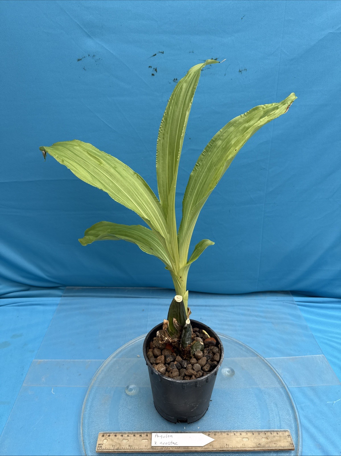 Anguloa X acostae Pink White Fragrant BS Orchid Hybrid 5.5” Pt New Growth Start