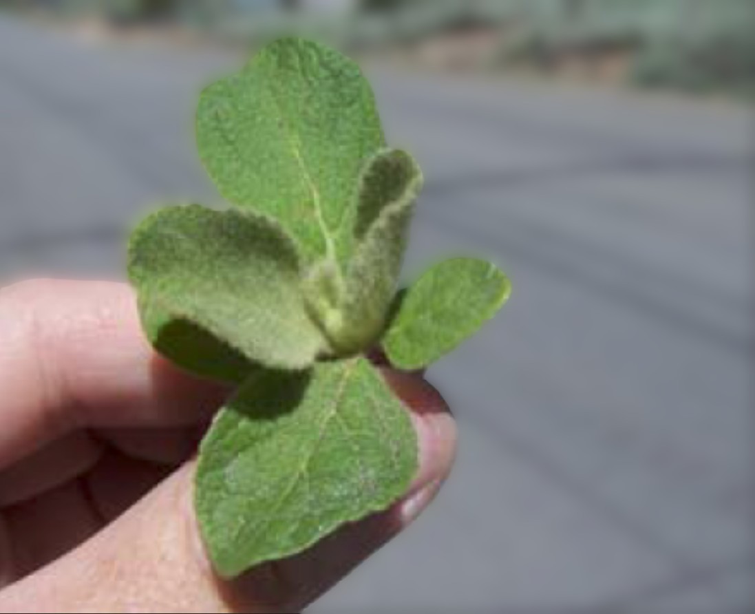 1 Wild Mullein, Common Mullein (Aaron’s Rod, Adam’s Flannel) *live starter plant