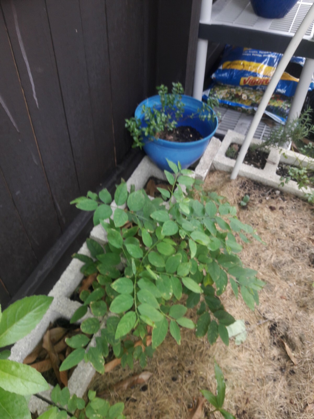8 katuk cuttings, sweet leaf, leaves have nutty flavor, (5 inches)