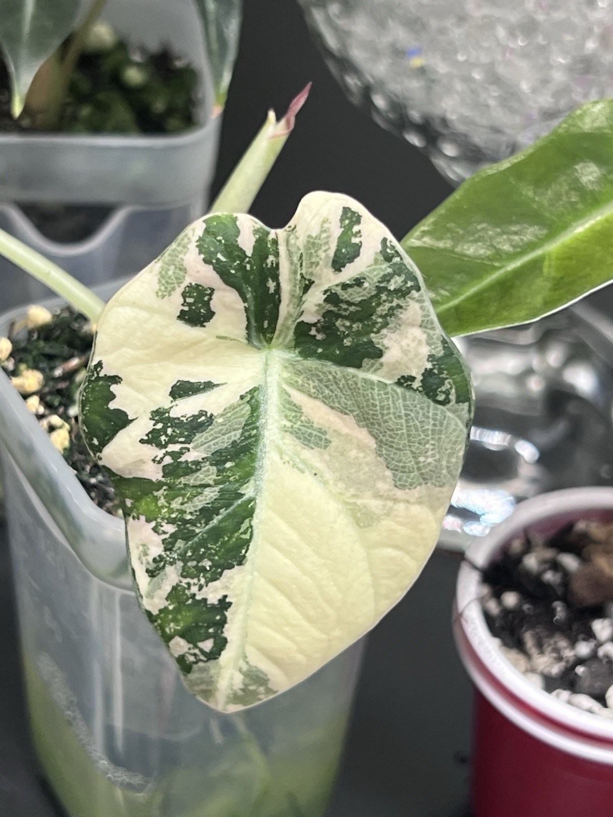 Alocasia Starter Bundle