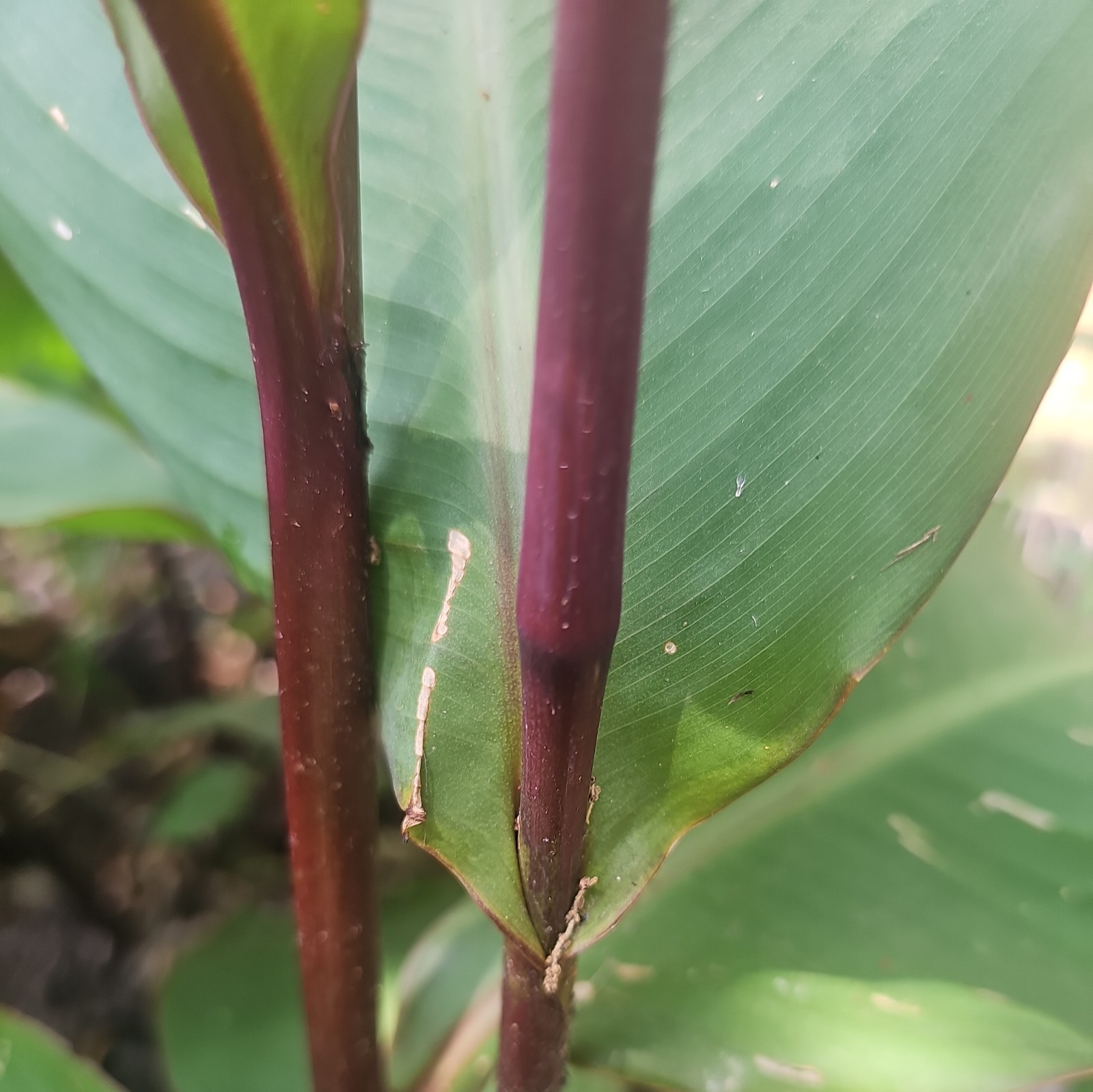 15 CANNA LILLIES BULBS TALL RED FLOWER GREEN/ PURPLE LEAVES PURPLE STALKS