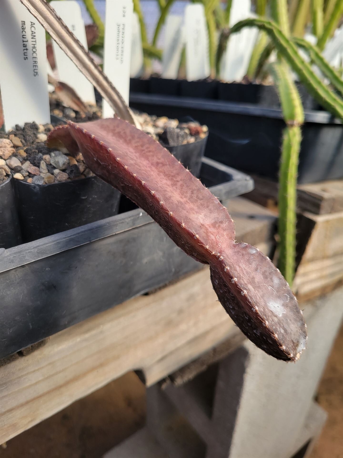 Acanthocereus (Peniocereus) maculatus (fragile) (see description) (cactus – s…