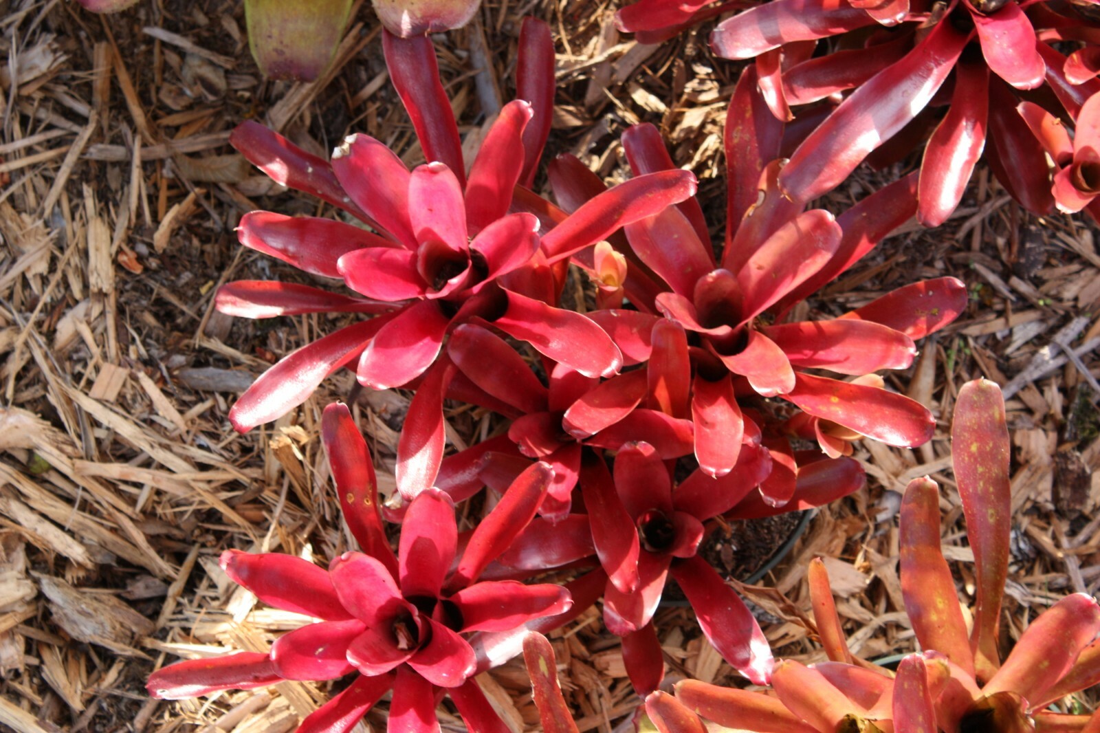 8 assorted bromeliads mix lot SMALL plants neoregelia vriesea billbergia pups