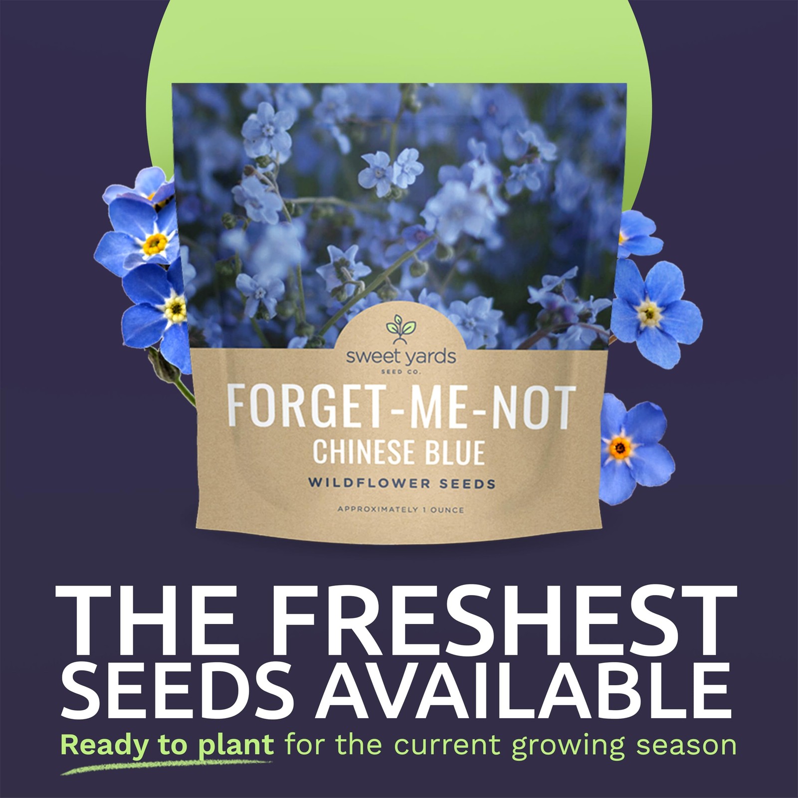 Chinese Forget Me Not Wildflower Seeds – Bulk 1 Ounce 1 Pouch, Blue