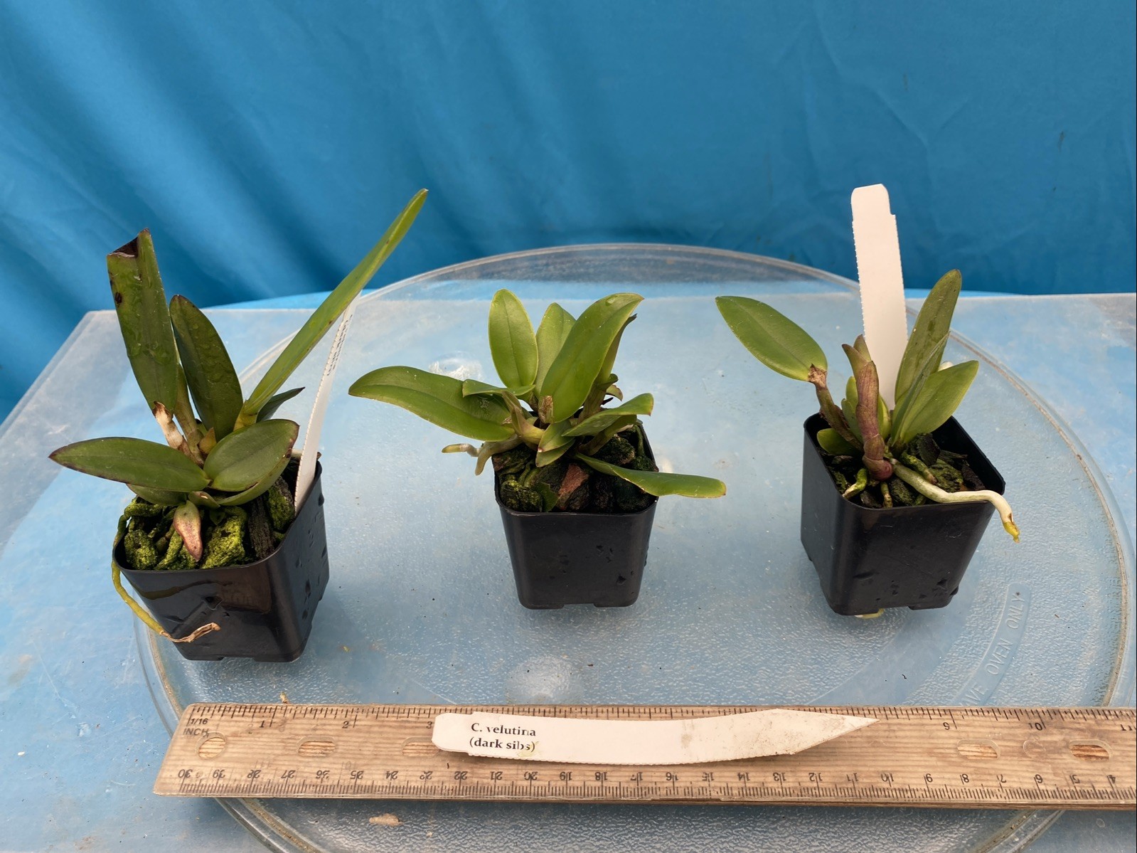 Cattleya velutina VERY Fragrant Spotted Orchid Species 2” Pot Starter Plant