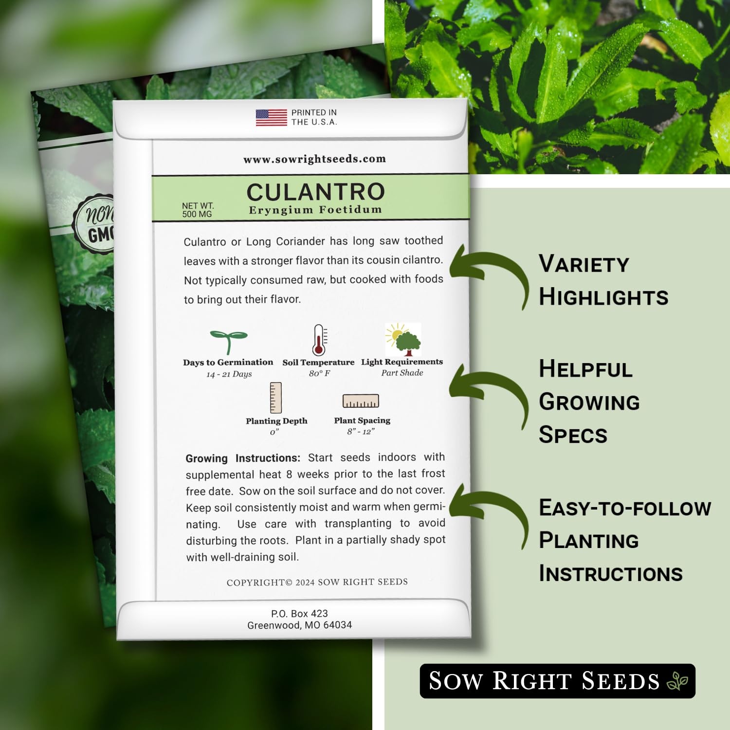 Sow Right Seeds – Culantro for Planting – Non-GMO Heirloom 1, Green