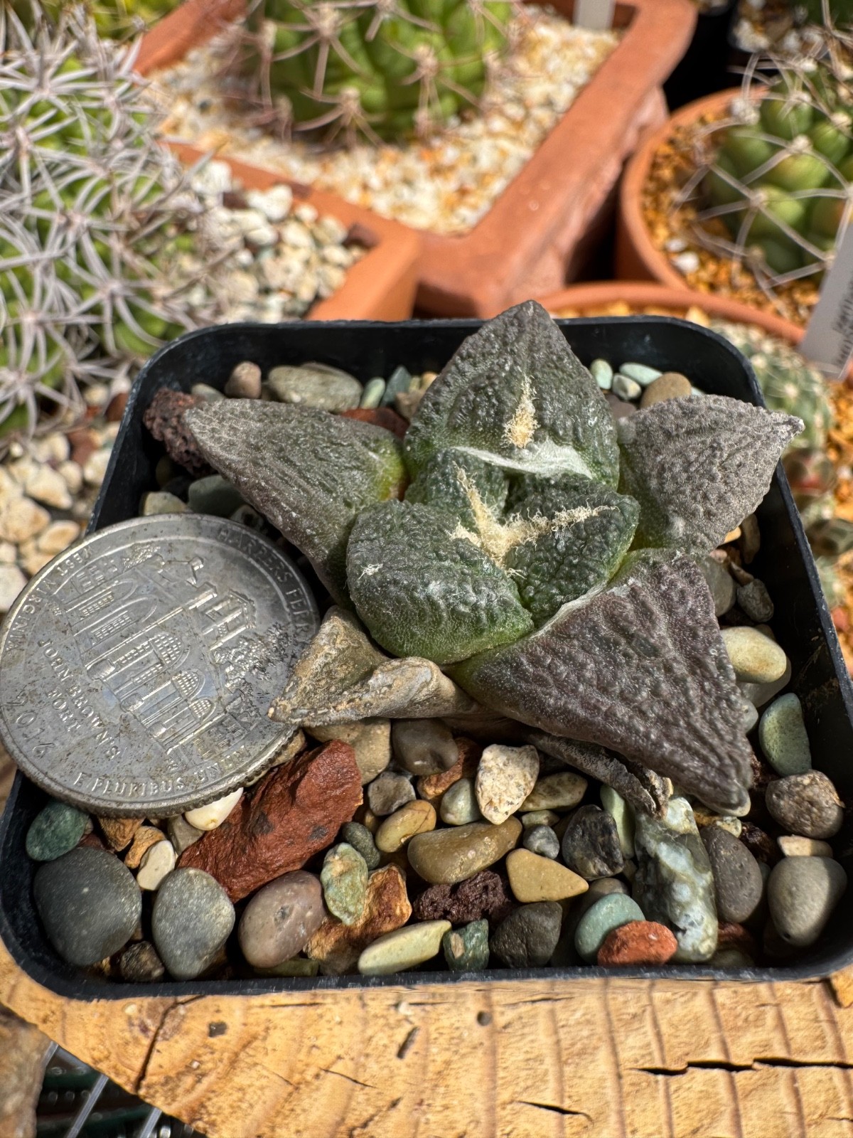 Ario fissuratus RS581A Seed grown Cactus Rare