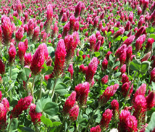 CLOVER CRIMSON Trifolium Incarnatum – 10,000 Bulk Seeds