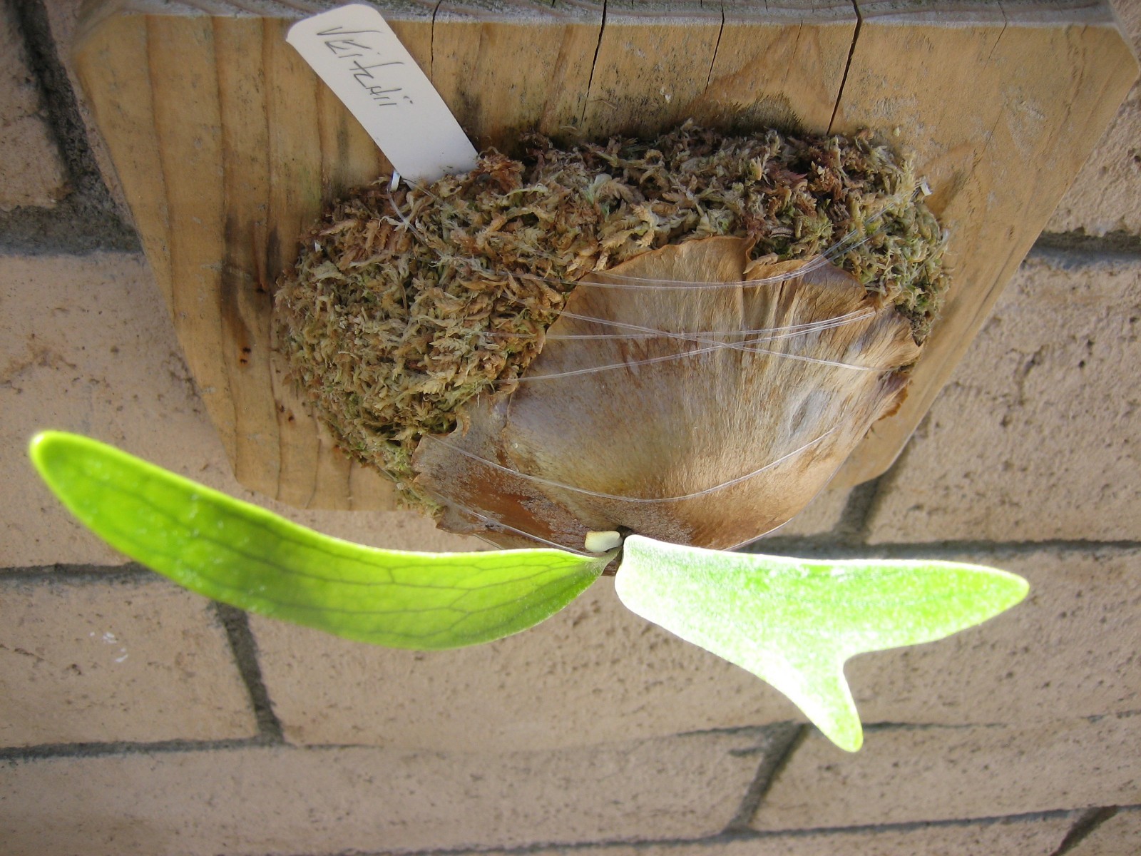 Staghorn Fern – Veitchii – Platycerium