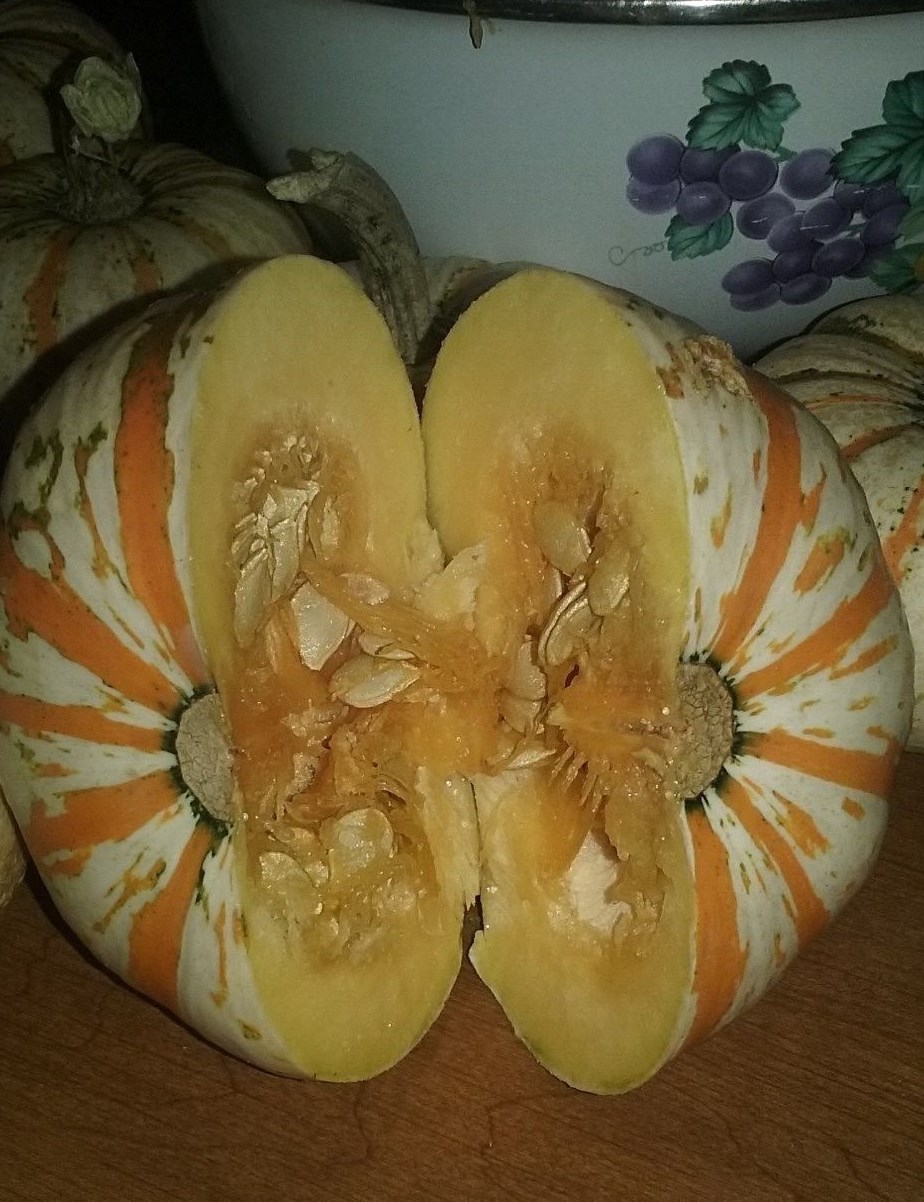 Pump-ke-mons Pumpkin Seeds- COMB. S/H- SEE MY STORE