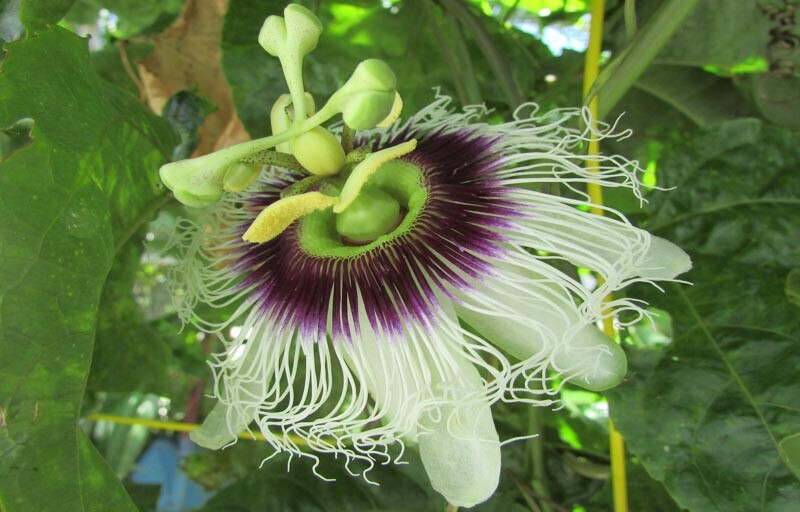 ~POSSUM PURPLE Passion Fruit~Live Starter Plant ~Passiflora edulis~ Self Fertile