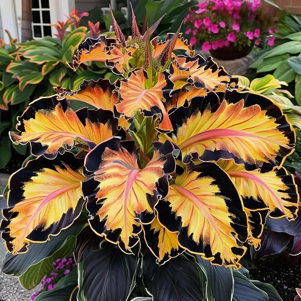 310 Mixed Color Hosta Seeds – Perennial Shade-Tolerant for Outdoor Planting