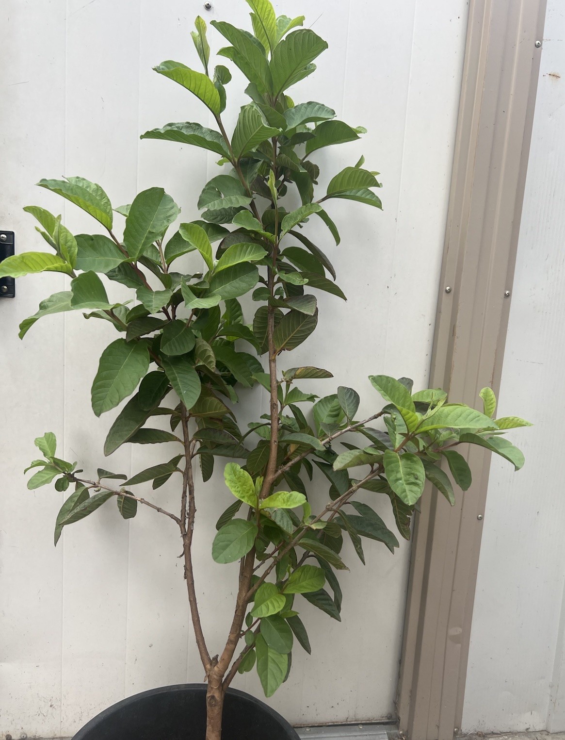 Guava Tree 40” Tropical Live Plant Ready To Plant Local Pickup Only