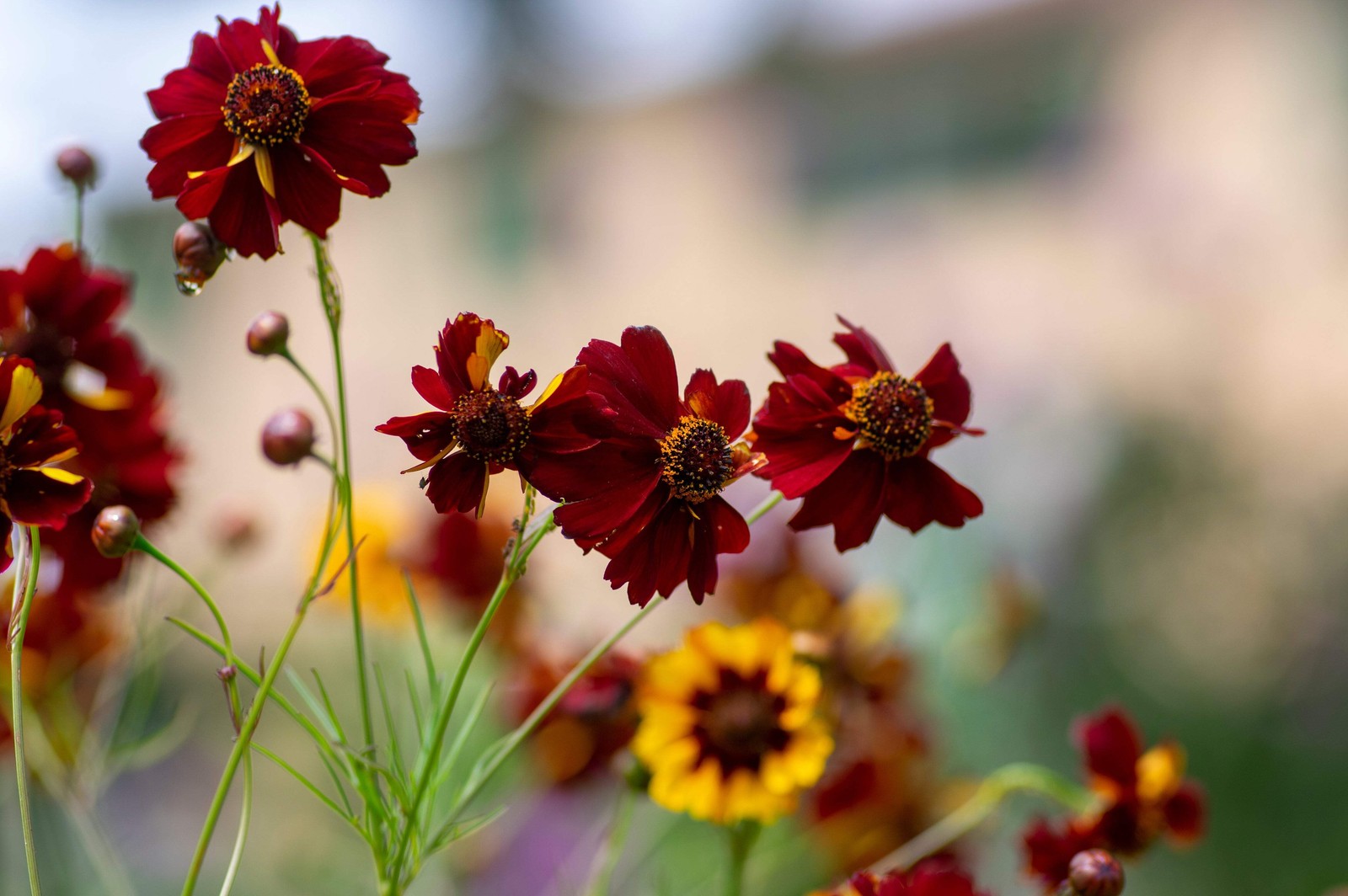 50 MAHOGANY MIDGET COREOPSIS Tinctoria Red Dwarf Flower Seeds *Flat S/H