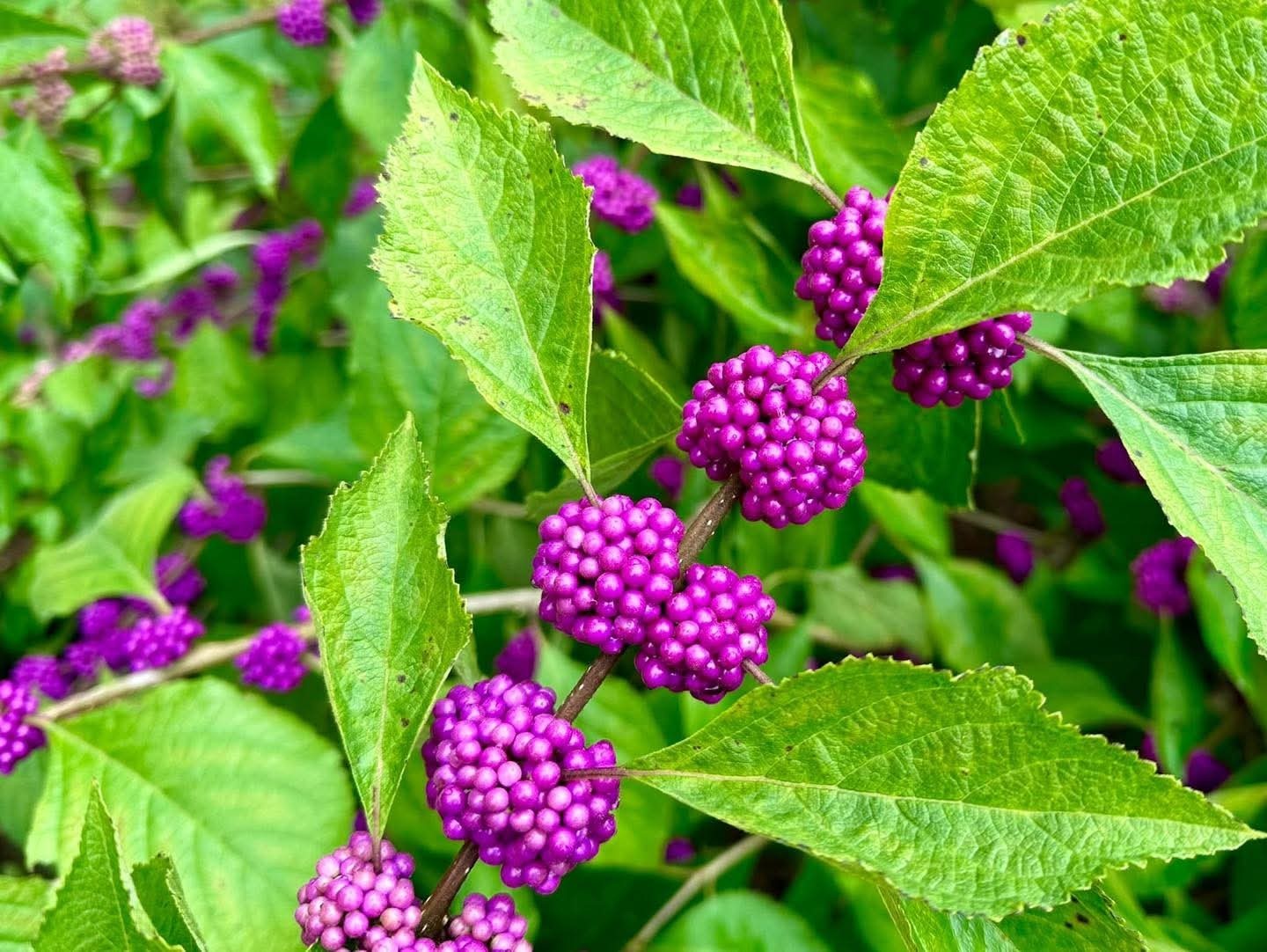 American Beautyberry Plant * Callicarpa * Wildlife Garden
