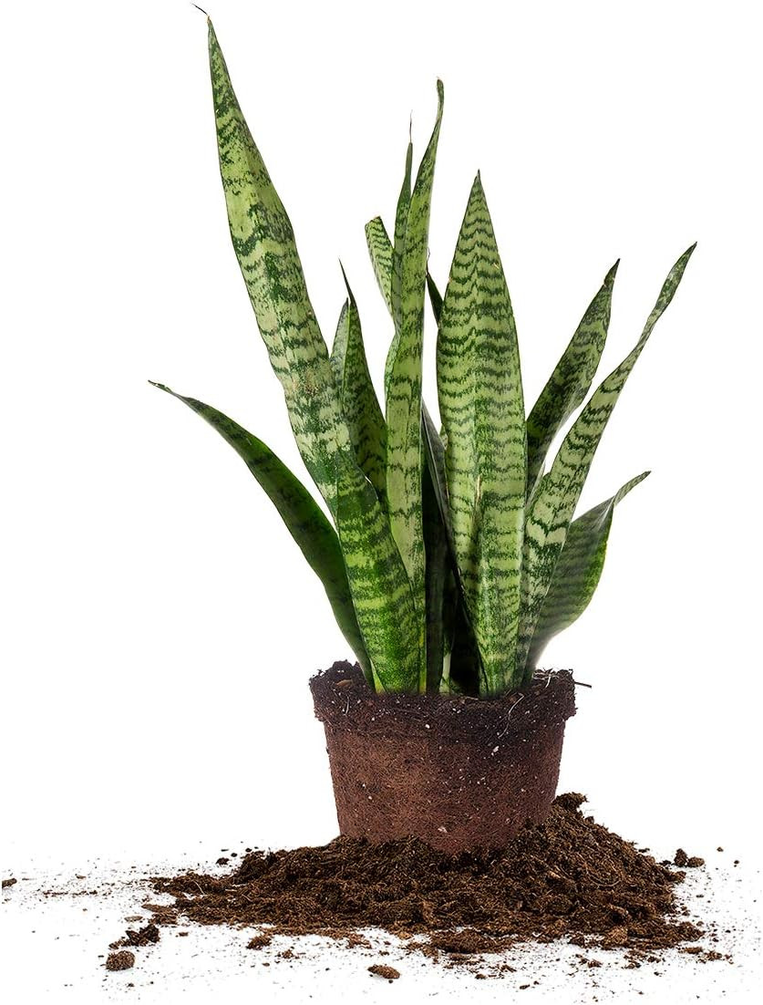 Sansevieria Zeylanica Snake Plant | 16In Tall | Easy Care | Thrives in Low to Br