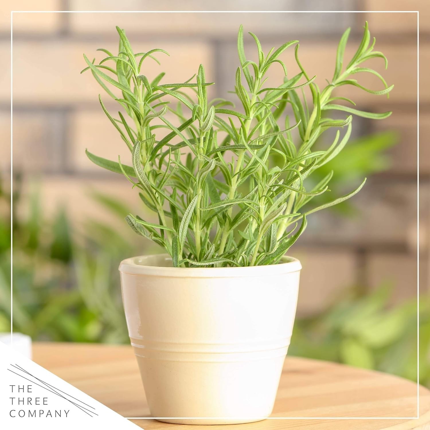 Fresh Rosemary Set of 4 – Aromatic Edible Herbs for Cooking and Air Quality