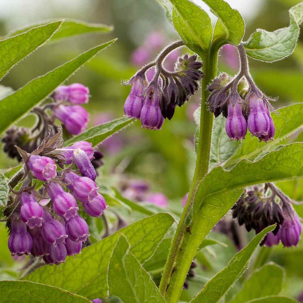 200 Seeds Symphytum Officinale Comfrey Herb Garden Plant Seeds For Planting