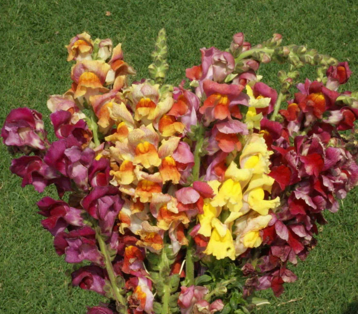 Snapdragon Flower Seeds Giant Tetra Mix Antirrhinum Majus (1000 to 100,000)