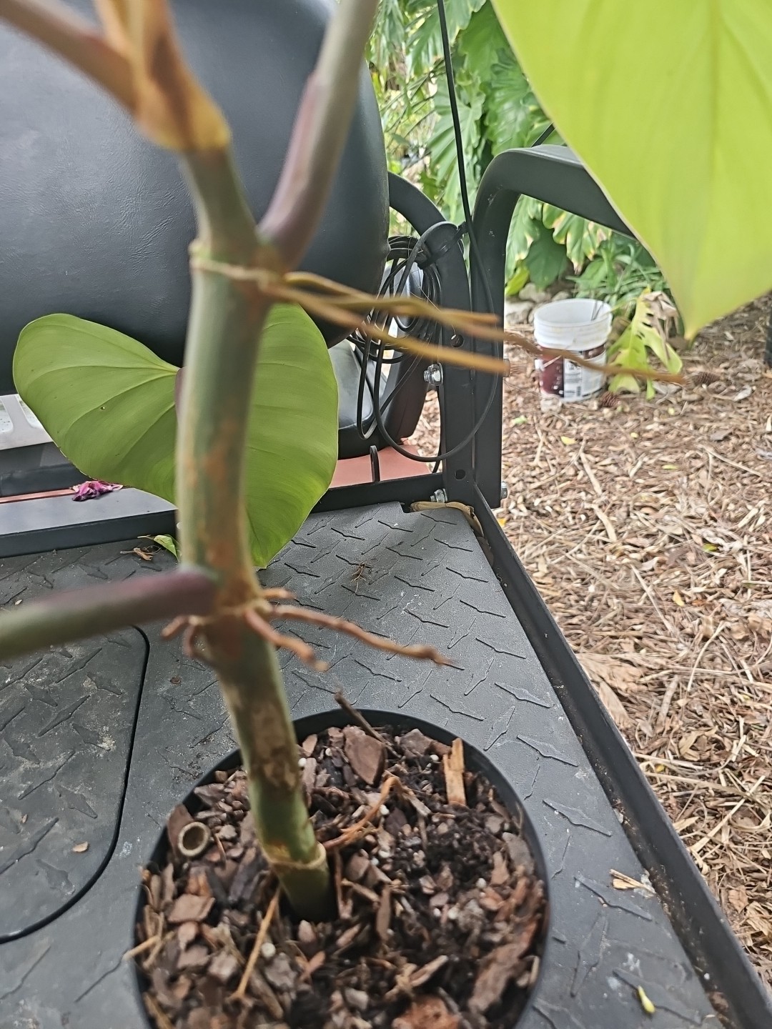 Large Matured Rooted Top Cutting Philodendron Green Emerald Live Plant
