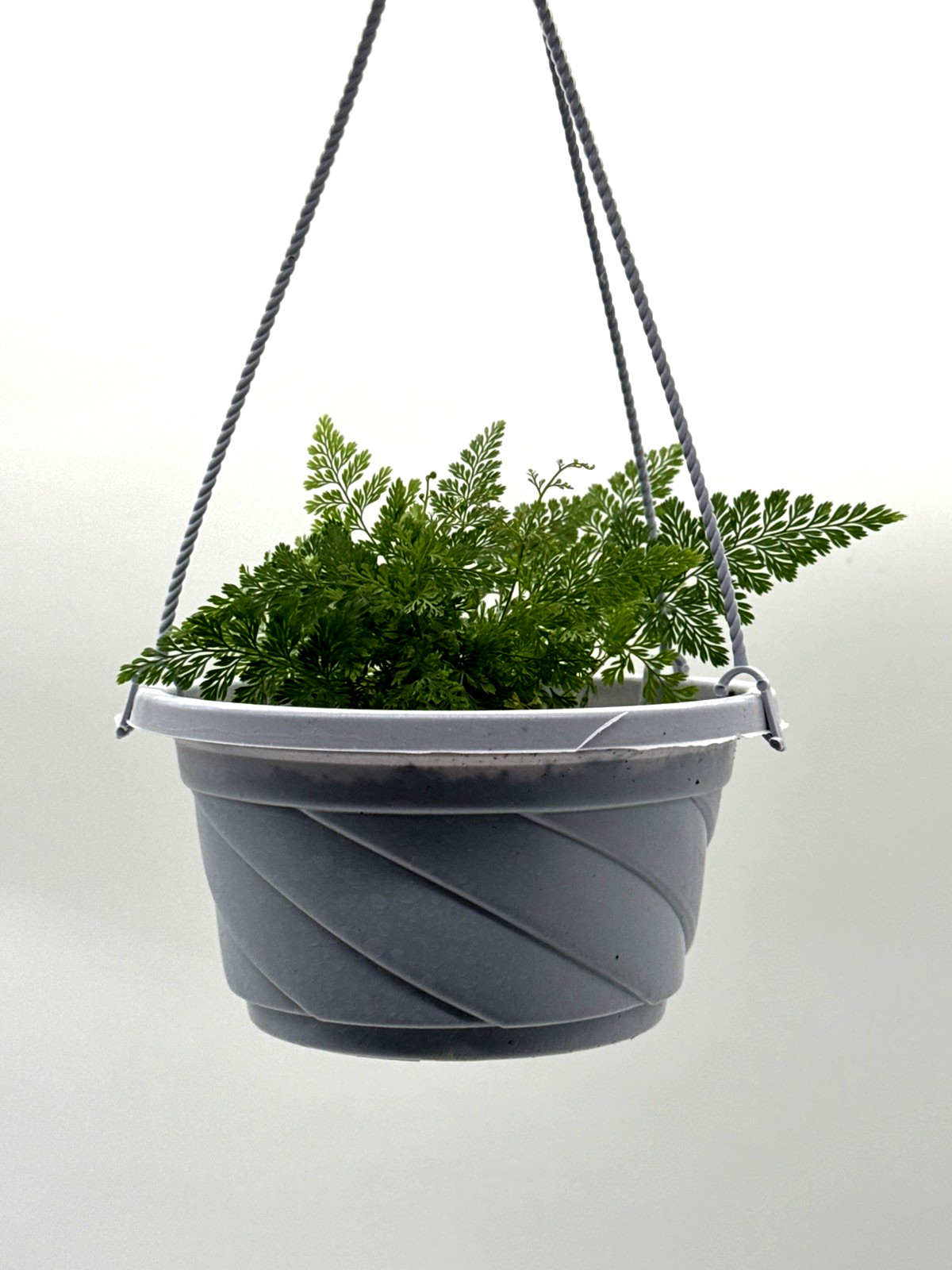 Rabbit’s Foot Fern – Live Plants in 5 Inch hanging Pots – Davallia fejeensis