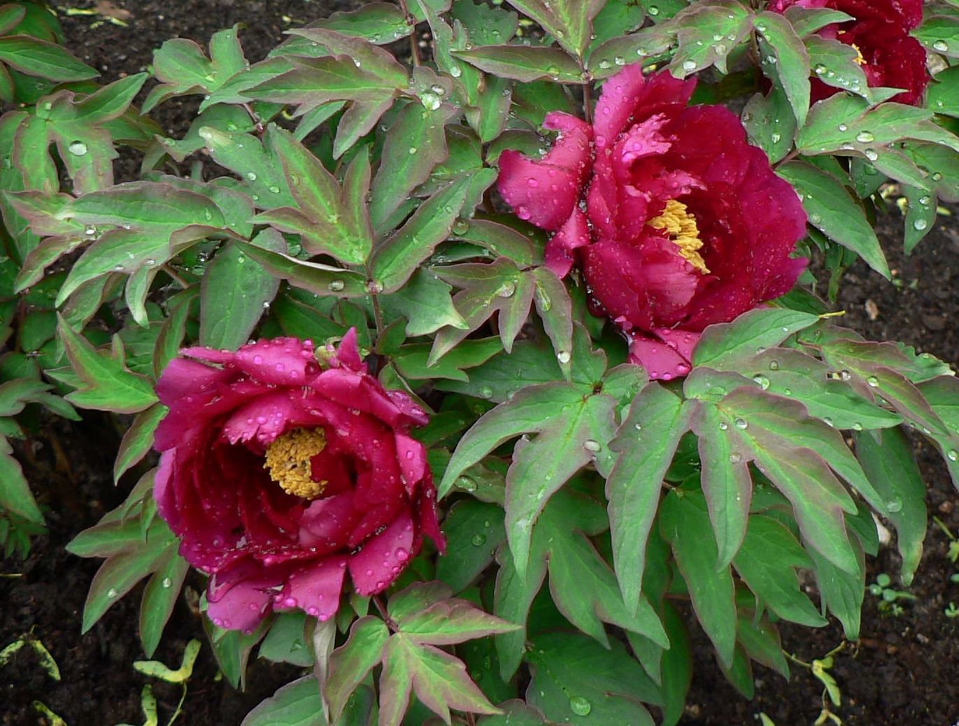 “Dark Gold Dazzle Splendor” large flower tree peony
