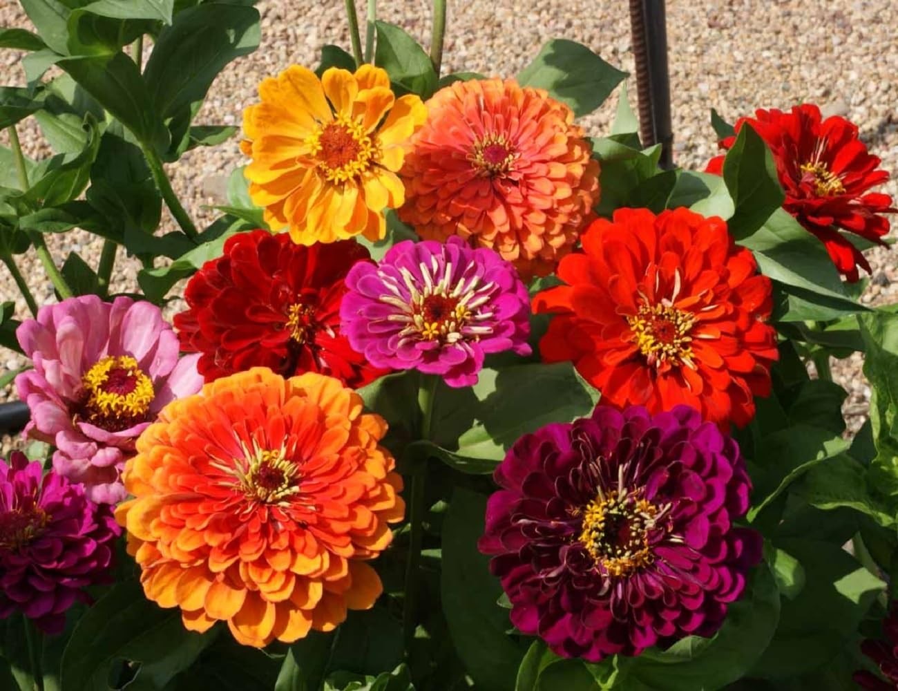 Zinnia – California Giant Flower Orange,Pink,Purple,Red,Violet,White,Yellow